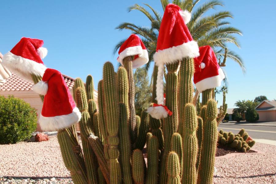 Cactus wearing santa hats in Arizona